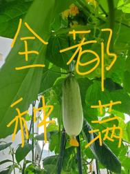 慢性折磨实验室